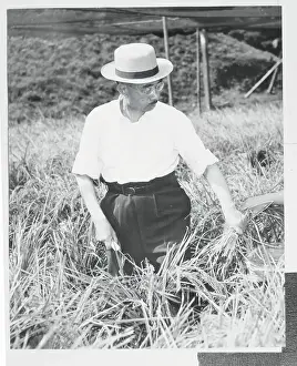 Emperor Hirohito Harvesting Rice
