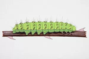 Images Dated 23rd February 2007: Emperor Moth (Pavonia pavonia), caterpillar on narrow stem
