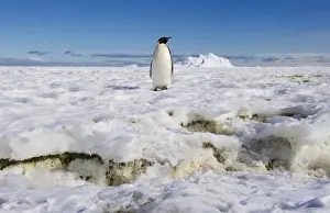 Lost Prints: Emperor Penguin (Aptenodytes forsteri)