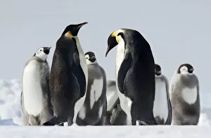 Images Dated 29th December 2008: Emperor Penguin (Aptenodytes forsteri)