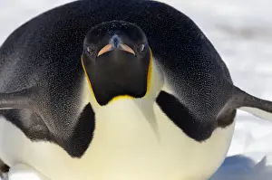 Ben Cranke Prints: Emperor Penguin (Aptenodytes forsteri)