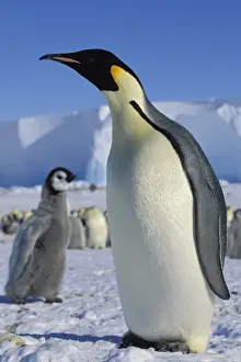 Antarctica Prints: Emperor penguin -Aptenodytes forsteri- with chick on ice shelf, Weddell Sea, Antarctica