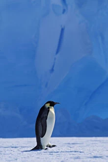 Images Dated 7th June 2011: Emperor penguin -Aptenodytes forsteri- walking in front of an iceberg, Weddell Sea, Antarctica
