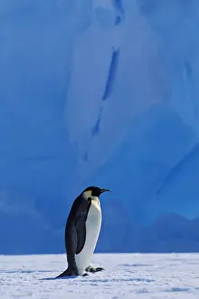Antarctica Prints: Emperor penguin -Aptenodytes forsteri- walking in front of an iceberg