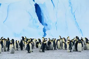 Antarctica Prints: Emperor Penguin Colony (Aptenodytes Forsteri) Standing Near Iceberg