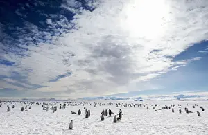 Numerous Prints: Emperor Penguins (Aptenodytes forsteri)