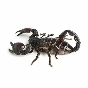 Animal Wildlife Gallery: Emperor scorpion