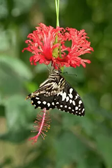 Flower Head Gallery: Emperor Swallowtail -Papilio ophidicephalus-