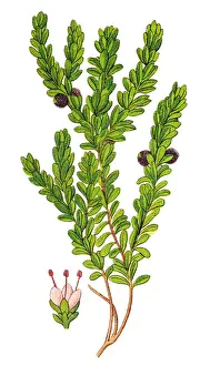 Empetrum nigrum, crowberry, black crowberry, blackberry