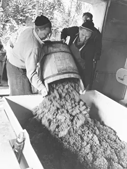 Viticulture Prints: Emptying a wine butte