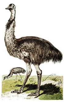 Images Dated 5th August 2018: Emu (Dromaius novaehollandiae)
