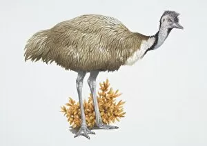 Emu, Dromaius novaehollandiae, brown tall bird