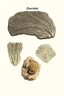 Prehistoric Prints: Encrinite