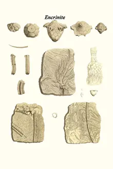Prehistoric Prints: Encrinite