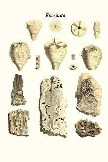 Prehistoric Prints: Encrinite