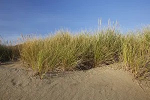 Rare Prints: Endangered And Rare Coastal Sand Dunes At Wickaninnish Beach (Which Connects To Long Beach)