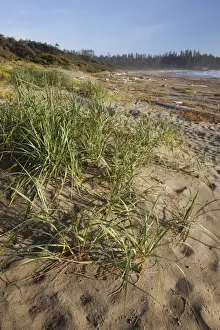 Rare Prints: Endangered And Rare Coastal Sand Dunes At Wickaninnish Beach (Which Connects To Long Beach)