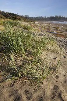 Threatened Prints: Endangered And Rare Coastal Sand Dunes At Wickaninnish Beach (Which Connects To Long Beach)
