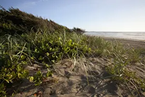 Clayoquot Sound Prints: Endangered And Rare Coastal Sand Dunes At Wickaninnish Beach (Which Connects To Long Beach)
