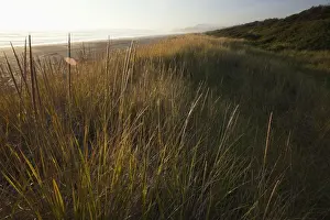 Clayoquot Sound Prints: Endangered And Rare Coastal Sand Dunes At Wickaninnish Beach (Which Connects To Long Beach)