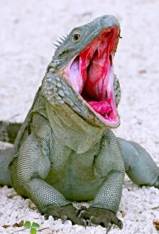 Images Dated 28th August 2011: Endangered wild cayman blue iguana