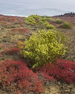 Images Dated 30th December 2012: Endemic plants, Galapagos Carpetweed -Sesuvium edmonstonei-, at Punta Pitt, Isla de San Cristobal