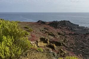 Images Dated 30th December 2012: Endemic plants, Galapagos Carpetweed -Sesuvium edmonstonei-, at Punta Pitt, Isla de San Cristobal
