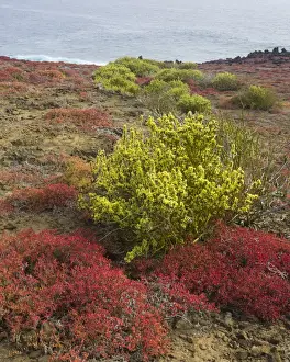 Galapagos Prints: Endemic plants, Galapagos Carpetweed -Sesuvium edmonstonei