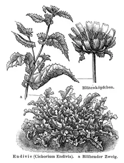 Leaf Vegetable Prints: Endive engraving 1895