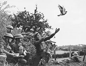 Pigeon Prints: English Army Detachment Releasing Pigeon