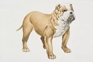 English Bulldog (canis familiaris), side view