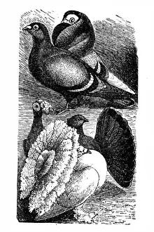Spawning Prints: English Carrier and English Fantail pigeon