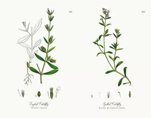 Images Dated 21st November 2017: English Catchfly, Silene conica, Victorian Botanical Illustration, 1863