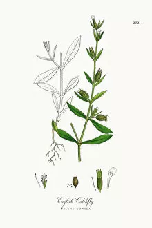 Images Dated 3rd October 2017: English Catchfly, Silene conica, Victorian Botanical Illustration, 1863