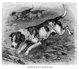Images Dated 11th May 2017: English Foxhound engraving 1894