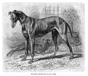 Images Dated 11th May 2017: English greyhound engraving 1894