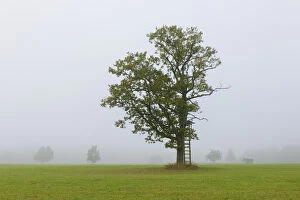 English oak, Pedunculate oak, or French oak -Quercus robur- in the fog, raised hide, Swabian Alb, Baden-Wuerttemberg