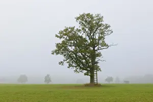 Misty Prints: English oak, Pedunculate oak, or French oak -Quercus robur- in the fog