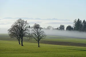 Images Dated 23rd May 2012: English Oak or Pedunculate Oak -Quercus robur, Quercus petraea- surrounded by autumnal fog