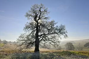 Images Dated 25th November 2011: English oak, pedunculate oak -Quercus robur-, winter landscape with hoar-frost, Swabian Alps