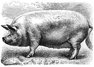 Images Dated 30th January 2016: English pig
