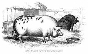 Images Dated 4th May 2017: English pig engraving 1878