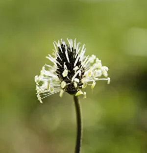 Images Dated 7th June 2014: English Plantain -Plantago lanceolata-, flower
