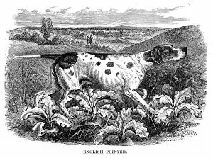 Images Dated 11th May 2017: English pointer engraving 1894