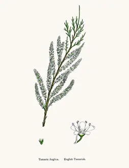 English Tamarisk