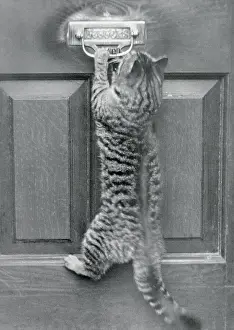 Front Door Prints: English Watch Cat