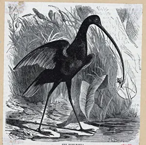 Engr Sicklebell Bird With Bug In Cheek