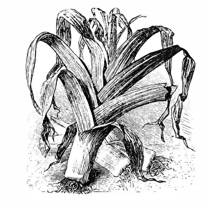 Organic Gallery: leek