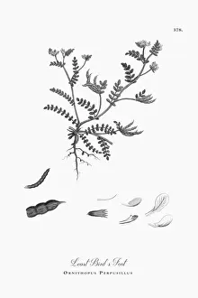 Locoweed Prints: Engraved Victorian Botanical Illustration Least Birdas Foot, Ornithopus Perpusillus