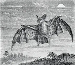 Engraving of American Vampire Bat